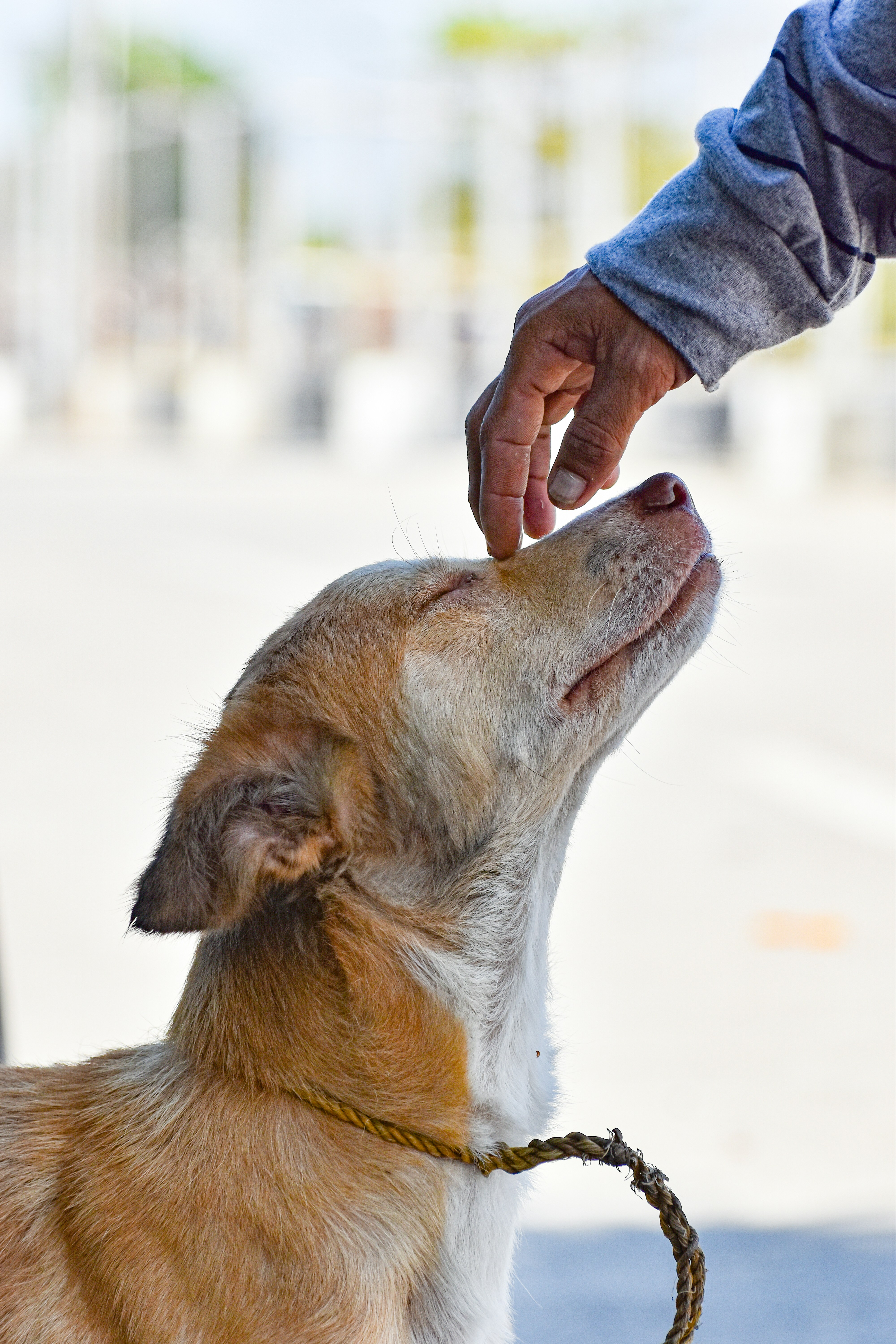 A loving moment between human and pet representing hope and connection