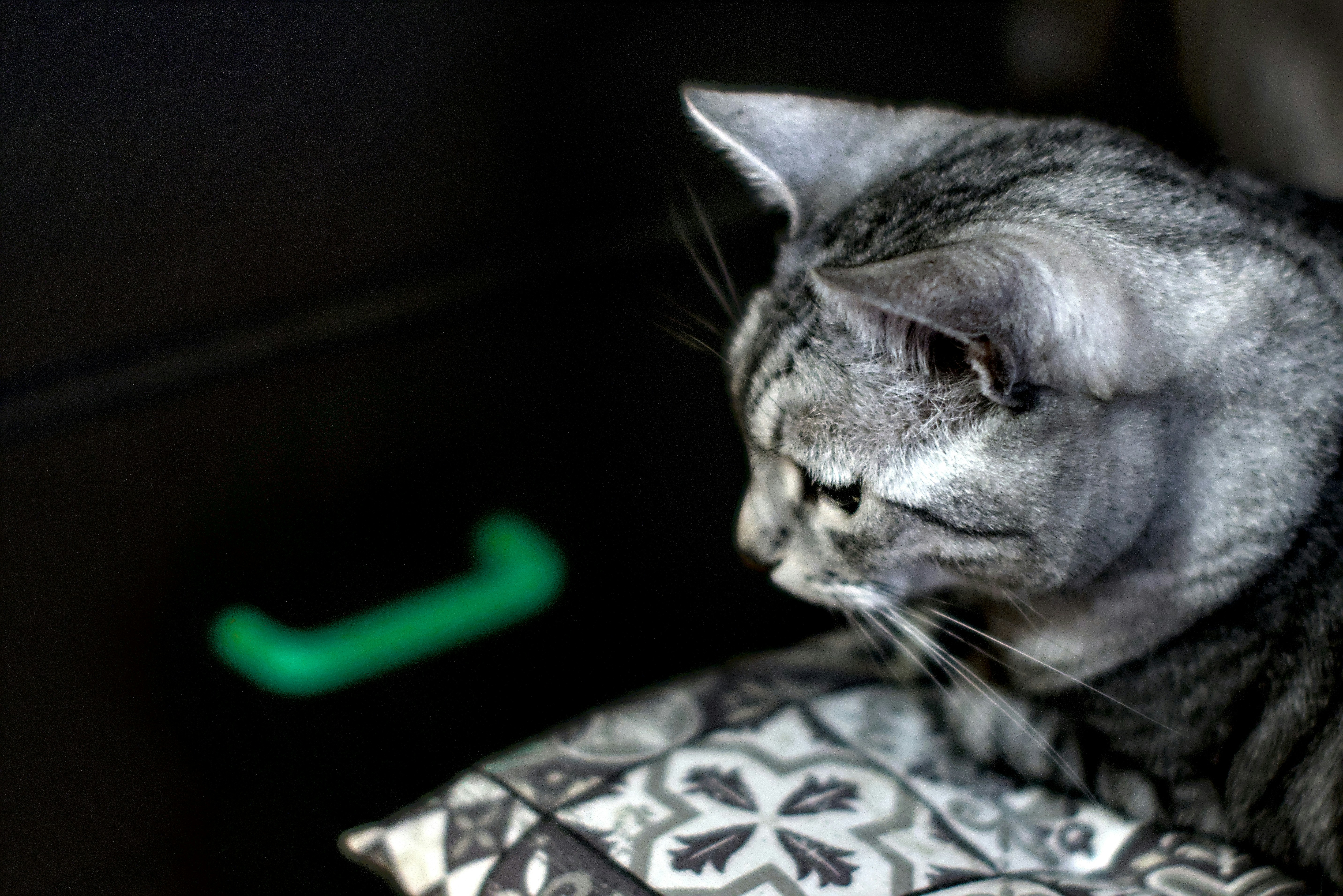 A hopeful Filipino native pet looking for a forever home